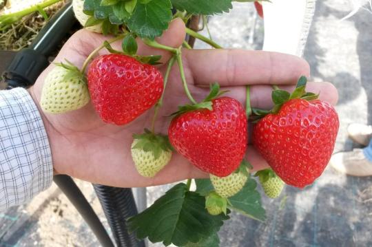 Клубника "ВИВАРА" ремонтантная (6 шт.)